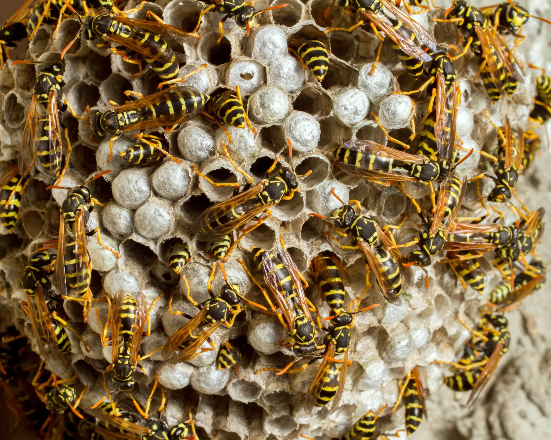 Wasp Nest Removal Christchurch, Barton on Sea and Milford on Sea