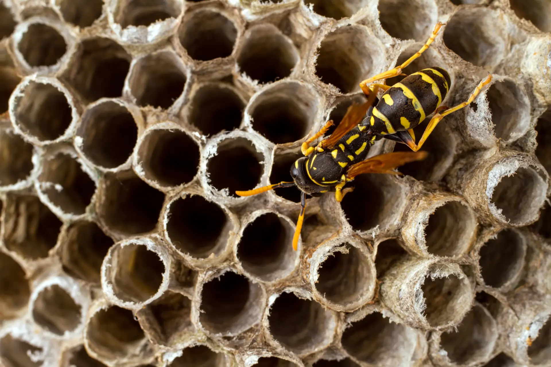 Wasp Nest Removal Christchurch, Barton on Sea and Milford on Sea